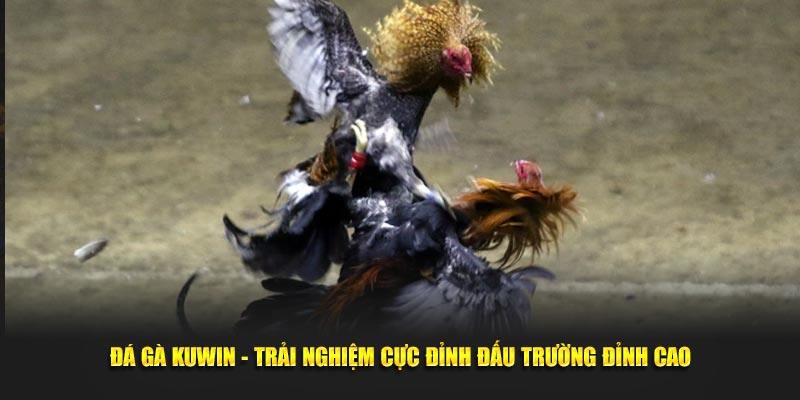 Đá gà cực chất