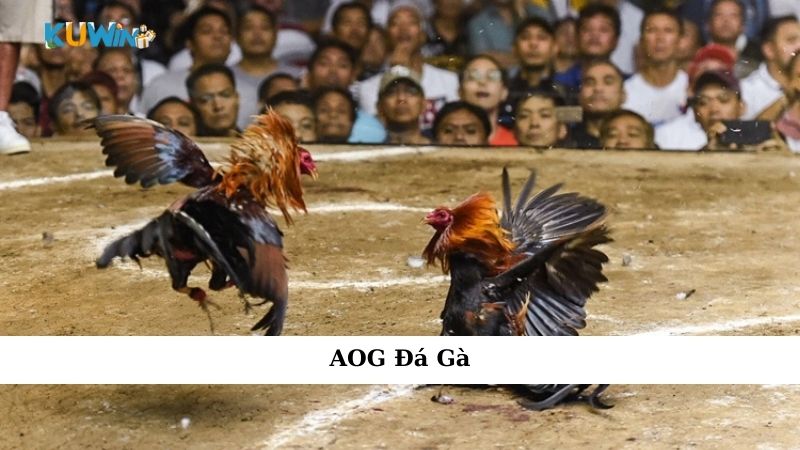 AOG đá gà