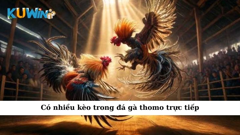 Có nhiều kèo trong đá gà thomo trực tiếp