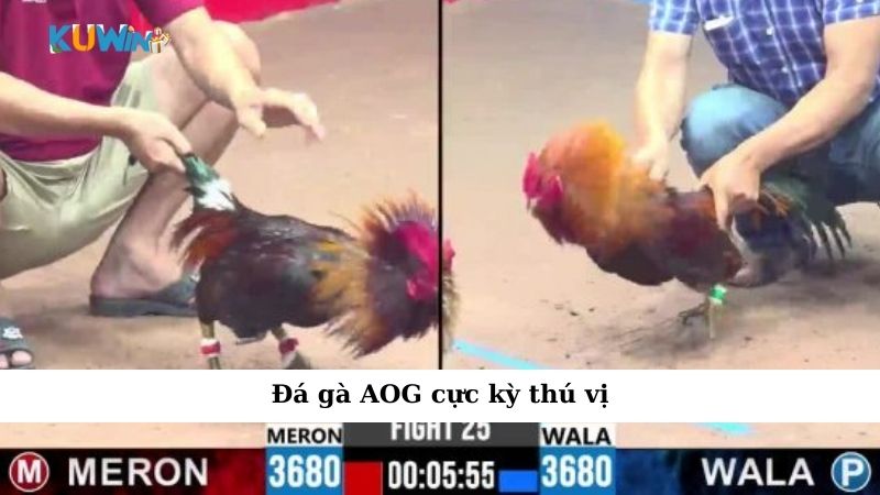 Đá gà AOG cực kỳ thú vị