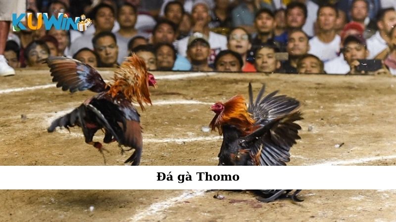 Đá gà Thomo