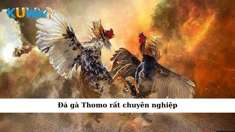 Đá gà Thomo rất chuyên nghiệp