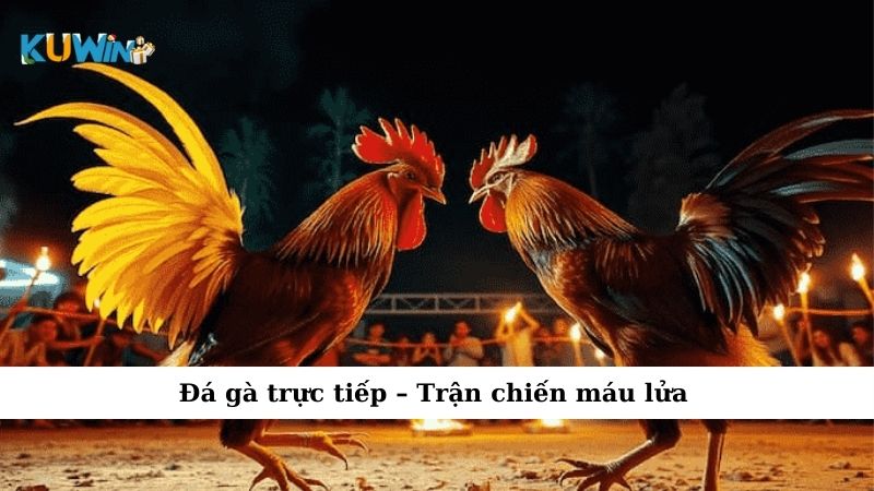 Đá gà trực tiếp