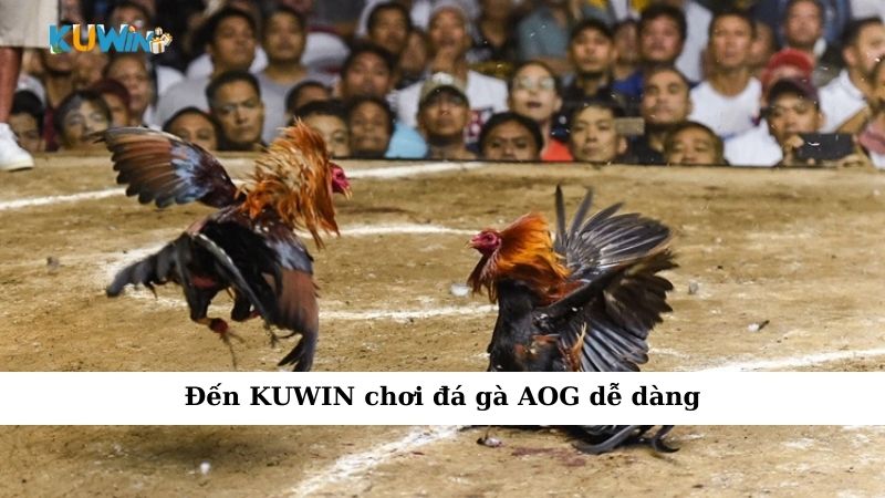 Đến KUWIN chơi đá gà AOG dễ dàng