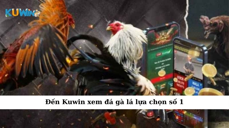 Đến Kuwin xem đá gà lá lựa chọn số 1