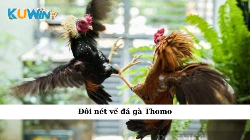 Đôi nét về đá gà Thomo