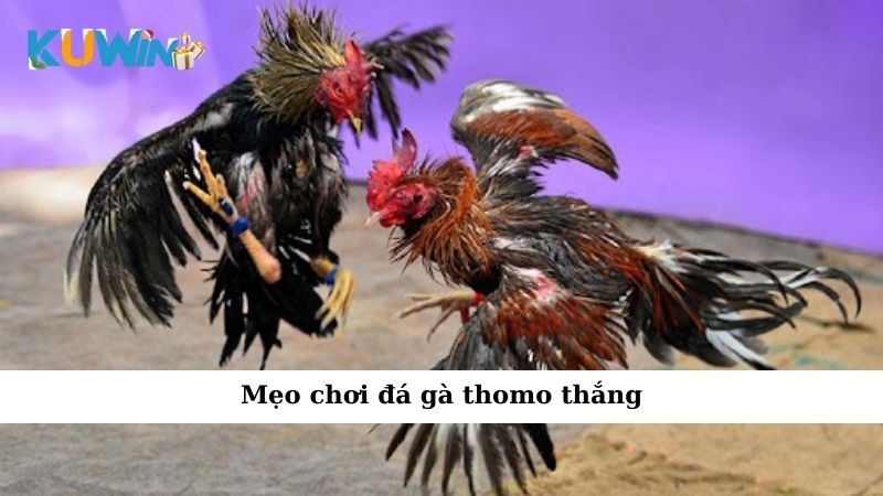 Mẹo chơi đá gà thomo thắng